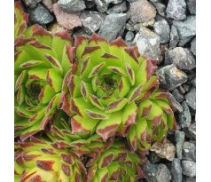 Sempervivum CHOCOLATE DIP