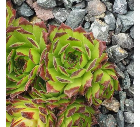 Sempervivum CHOCOLATE DIP