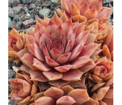 Sempervivum WOOLCOTT`S VARIETY