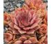 Sempervivum WOOLCOTT`S VARIETY