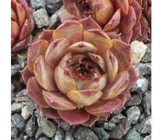 Sempervivum ROSIE