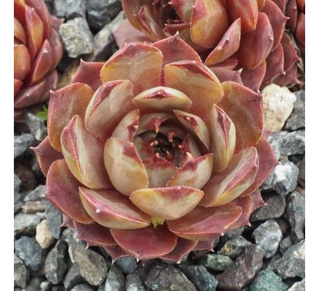 Sempervivum ROSIE