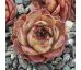 Sempervivum ROSIE