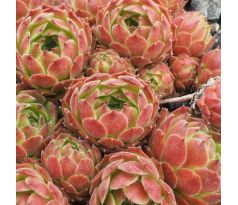 Sempervivum KWABBENOOT