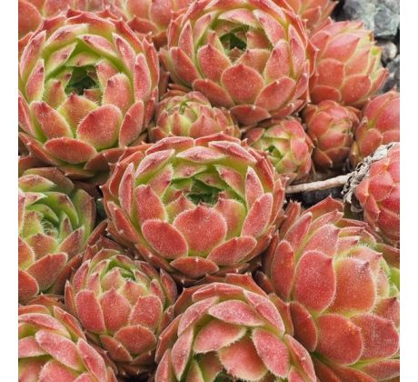 Sempervivum KWABBENOOT