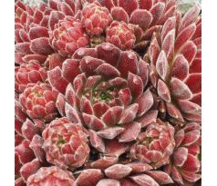 Sempervivum STRAWBERRY FROSTING