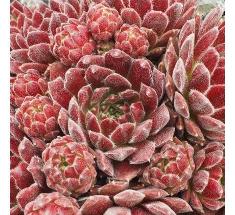 Sempervivum STRAWBERRY FROSTING