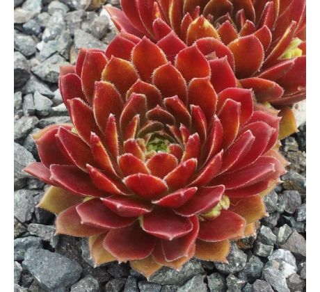 Sempervivum ABENDROT