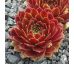 Sempervivum ABENDROT