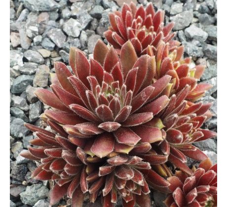 Sempervivum ABRAMINA