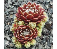 Sempervivum HARLEQUIN