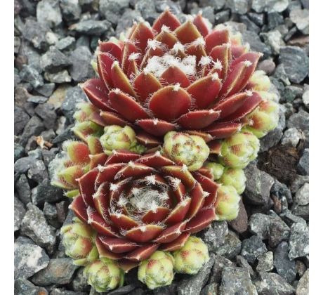 Sempervivum HARLEQUIN