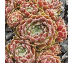 Sempervivum ALADDIN