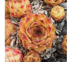 Sempervivum ALBERTINE