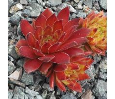 Sempervivum HART