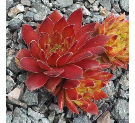 Sempervivum HART