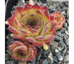 Sempervivum ALLURING