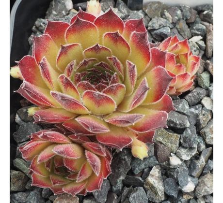 Sempervivum ALLURING