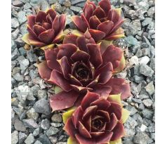 Sempervivum ALSTERPETER