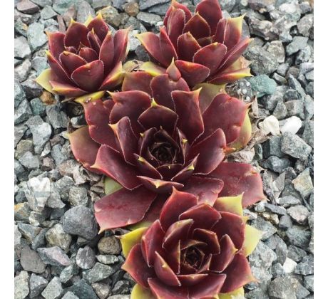 Sempervivum ALSTERPETER