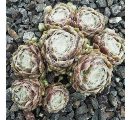 Sempervivum ICICCE