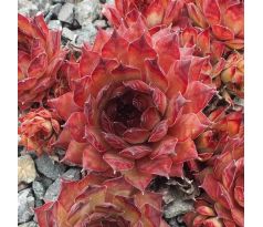 Sempervivum AMANDA