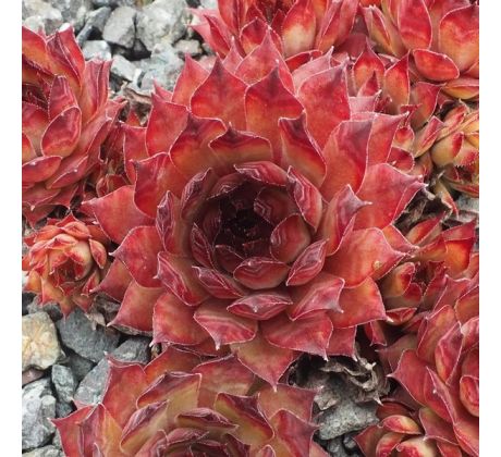 Sempervivum AMANDA