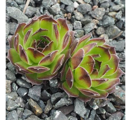 Sempervivum JACK FROST