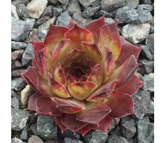 Sempervivum ANNELEEN