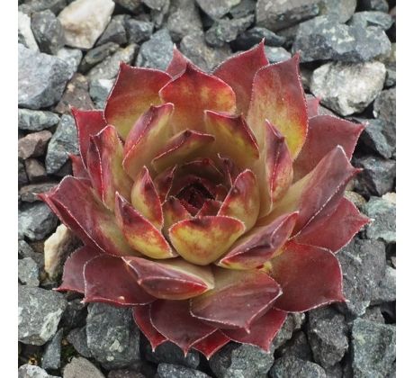 Sempervivum ANNELEEN