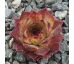 Sempervivum ANNELEEN