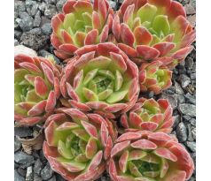 Sempervivum APPLE BLOSSOM