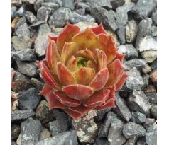 Sempervivum ASTEROID