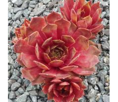 Sempervivum GEODELE