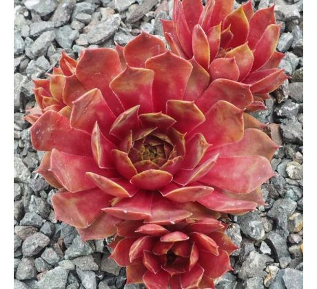 Sempervivum GEODELE