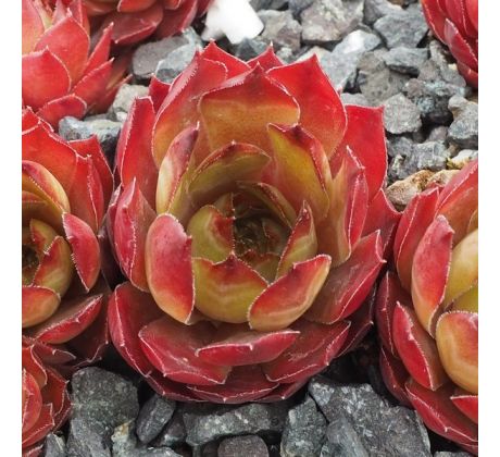 Sempervivum BIG DADDY