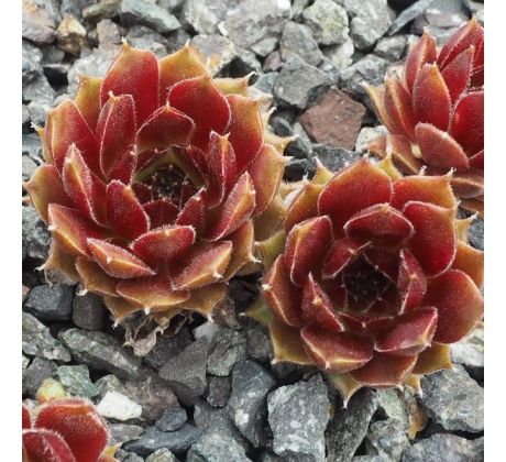 Sempervivum JEANNE D`ARC