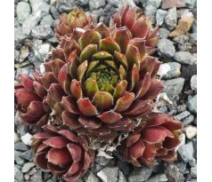 Sempervivum BLACK KNIGHT