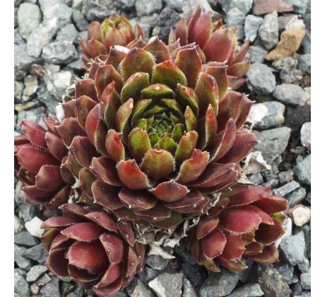 Sempervivum BLACK KNIGHT