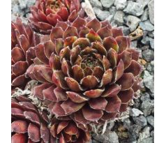 Sempervivum BLACK MINI