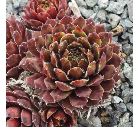 Sempervivum BLACK MINI