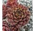 Sempervivum BLACK MINI