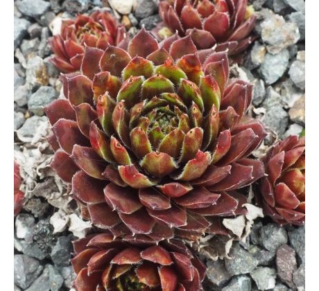 Sempervivum BLACK MOUNTAIN