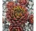 Sempervivum BLACK MOUNTAIN