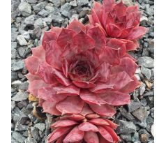 Sempervivum BLAUKRAUT