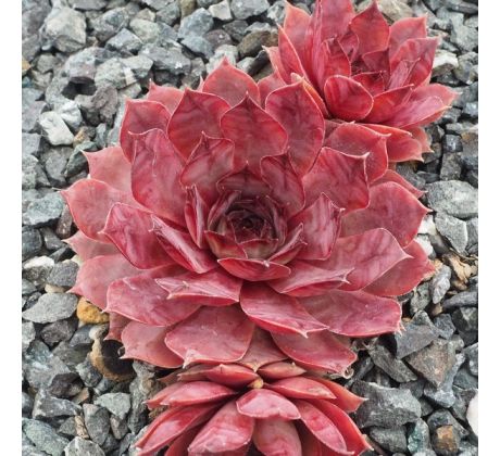 Sempervivum BLAUKRAUT