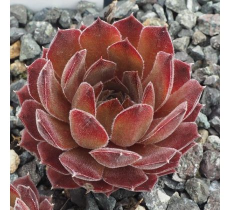 Sempervivum BLUE LIGHT