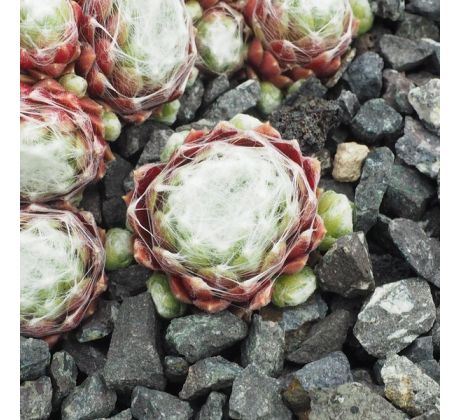 Sempervivum BLÜTENWOLKE