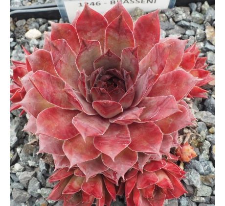 Sempervivum BRASSENI