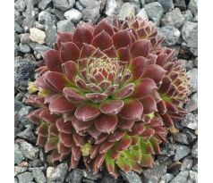 Sempervivum BRAUNE MAUS